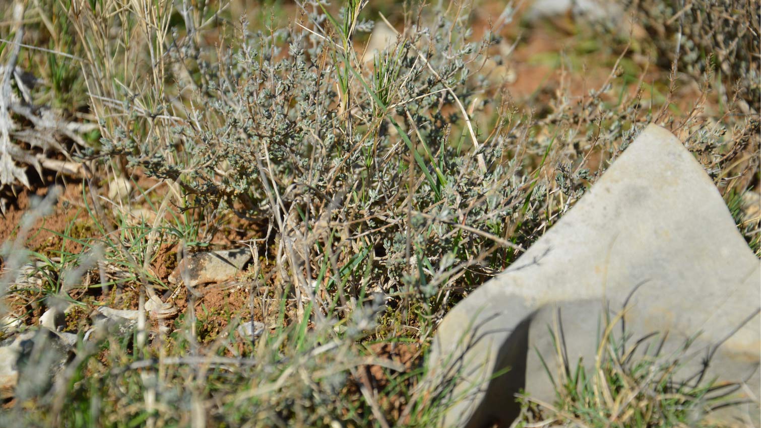 cueillette sauvage thym viva plantes ardÃ¨che france bio Ã©quitable ethiquable